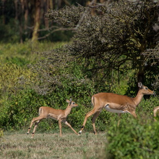 Naivasha - Crater Lake - Impalas